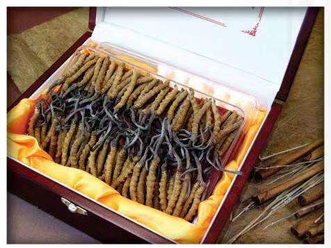 莞城街道冬虫夏草回收